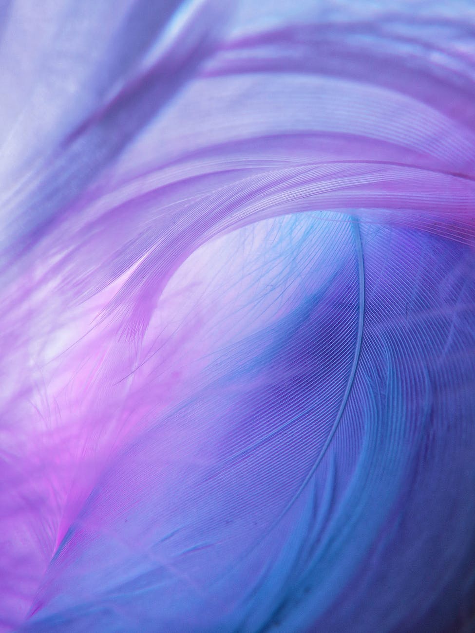 Purple feather decorative image.